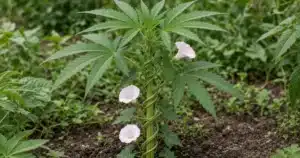 Field bindweed vine with arrowhead leaves and white to pink trumpet flowers twining up a cannabis stem