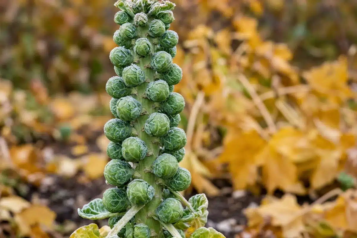 Firm Brussels sprouts on a stalk in fall