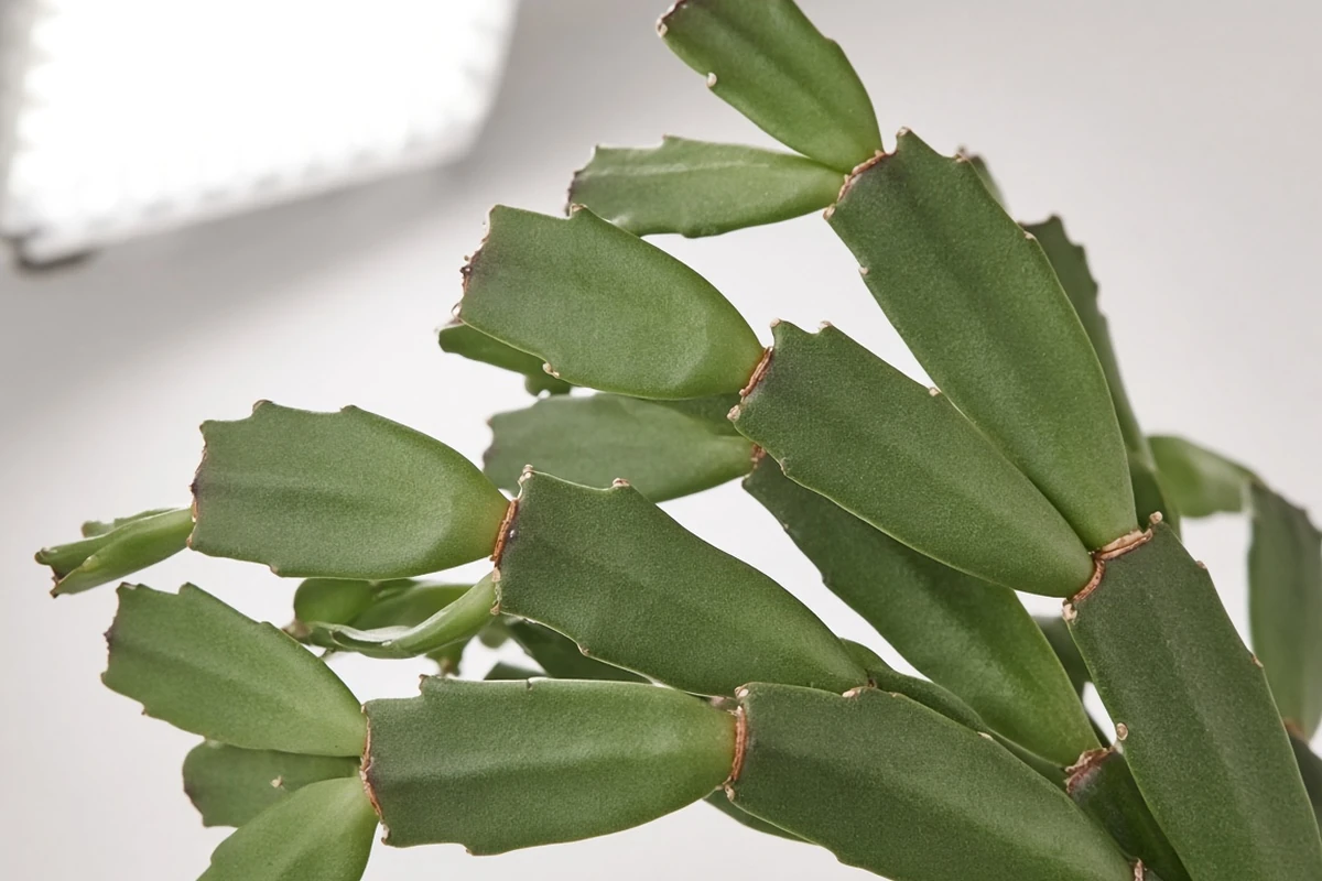 Flat green segments of a holiday cactus under a soft LED