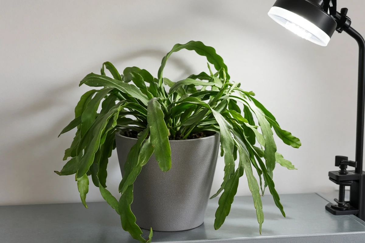 Flat wavy cactus stems in a gray pot beside a clip lamp
