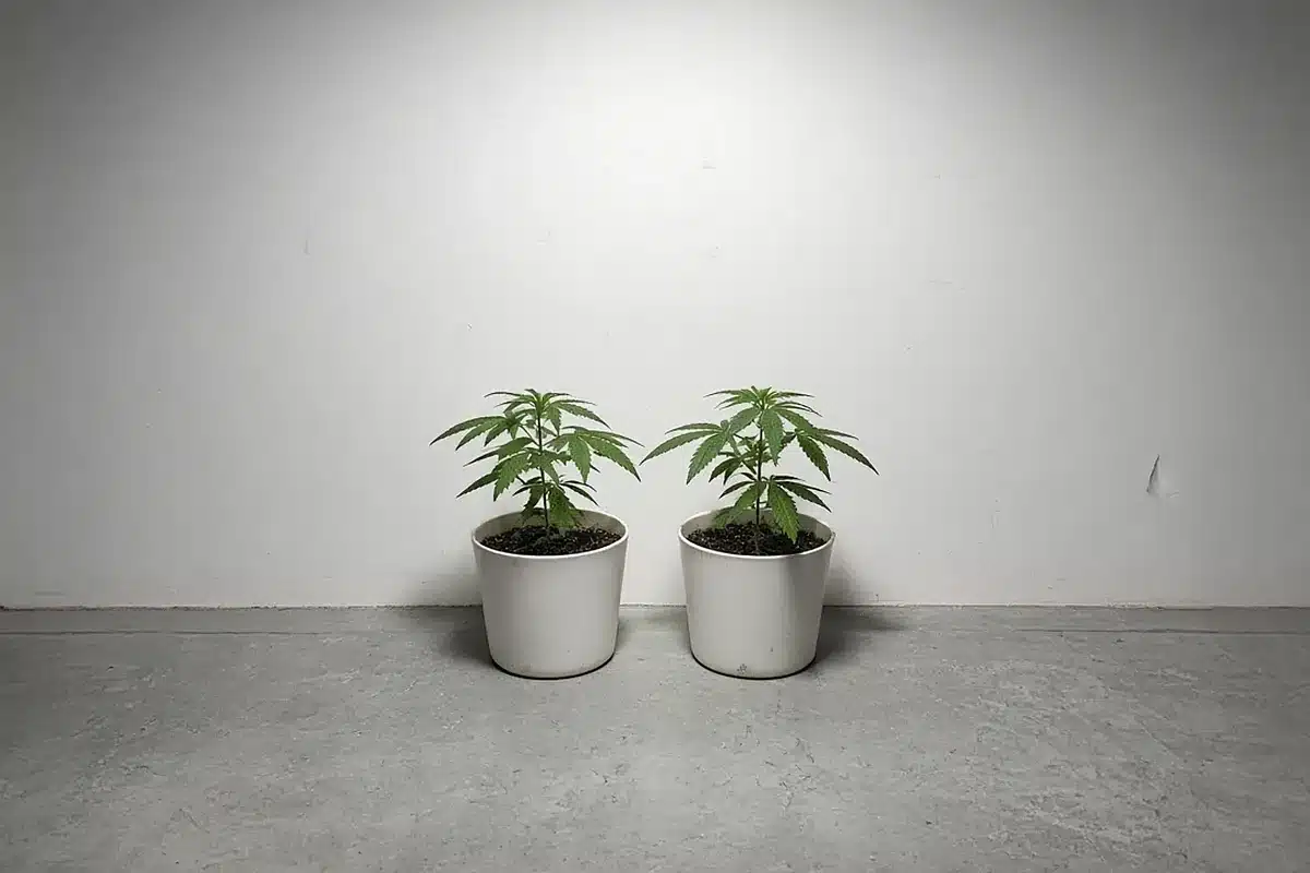 Flat white grow room wall beside cannabis plants