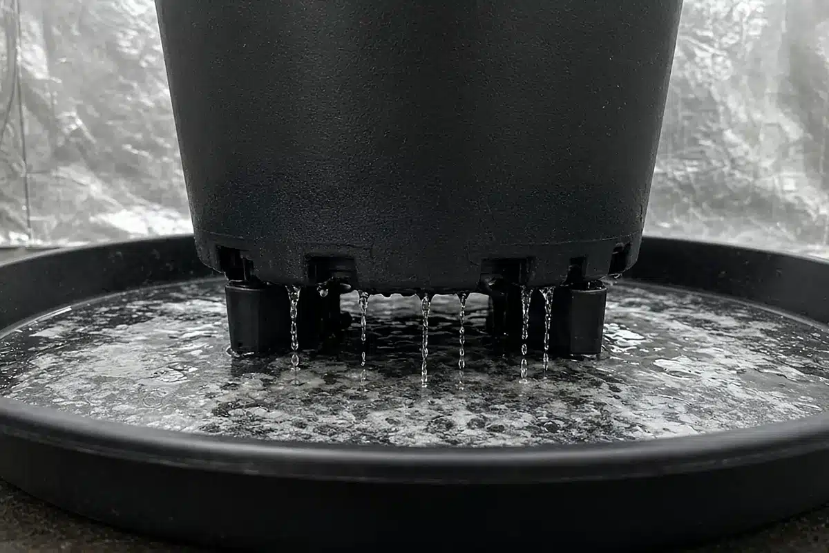 Flushing a cannabis pot with clean water
