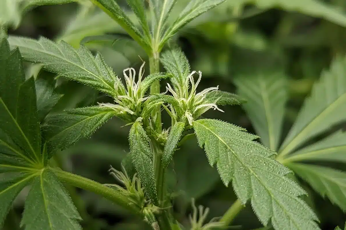 Forming cannabis buds in early flower