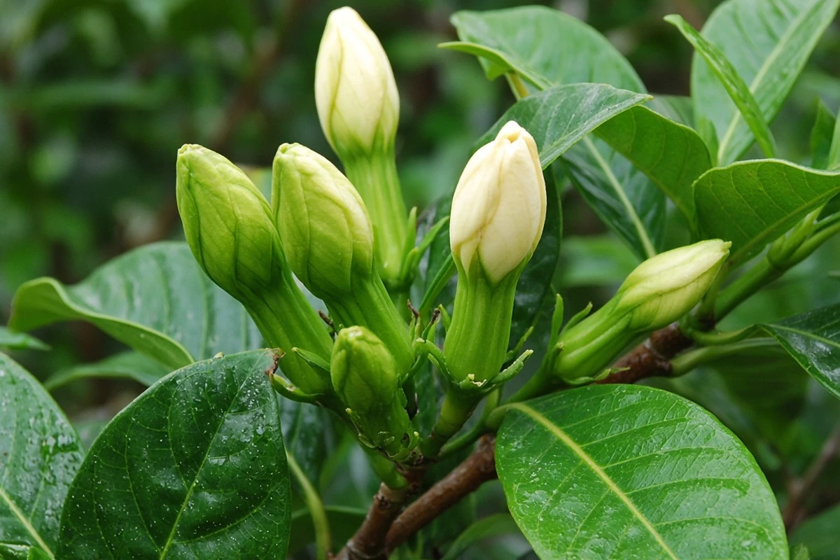 Gardenia flower buds on a branch