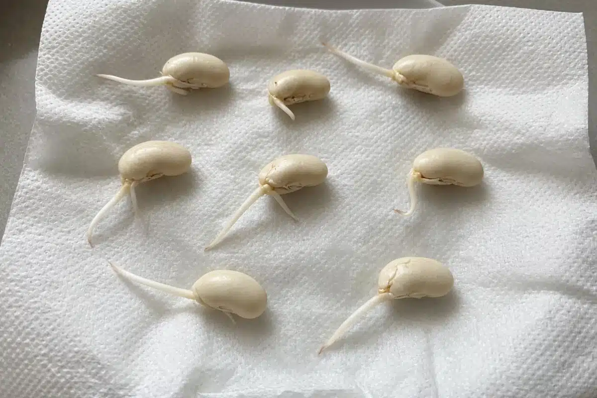 Germinating bean seeds on a damp paper towel