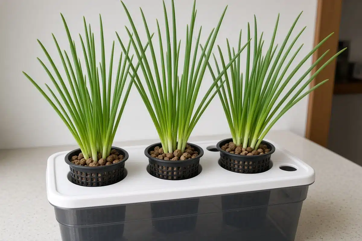 Green onions moved into net pots in a small hydroponic system