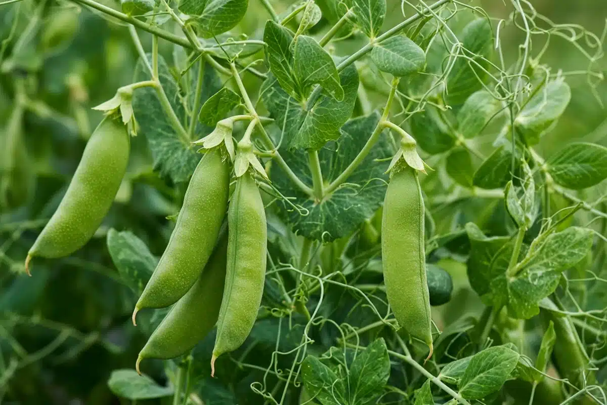 Green pea pods hanging from a vine