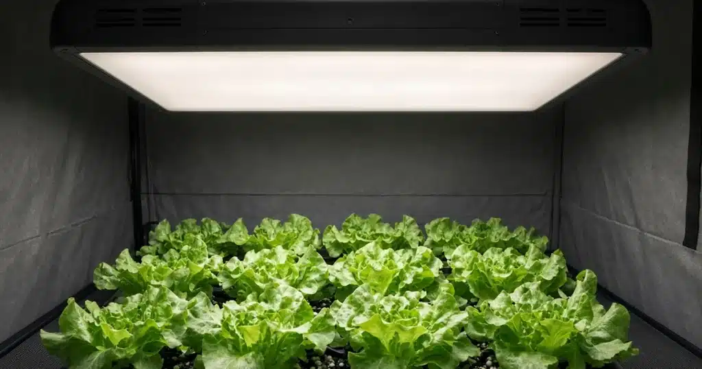 Frosted diffuser panel under an LED grow light