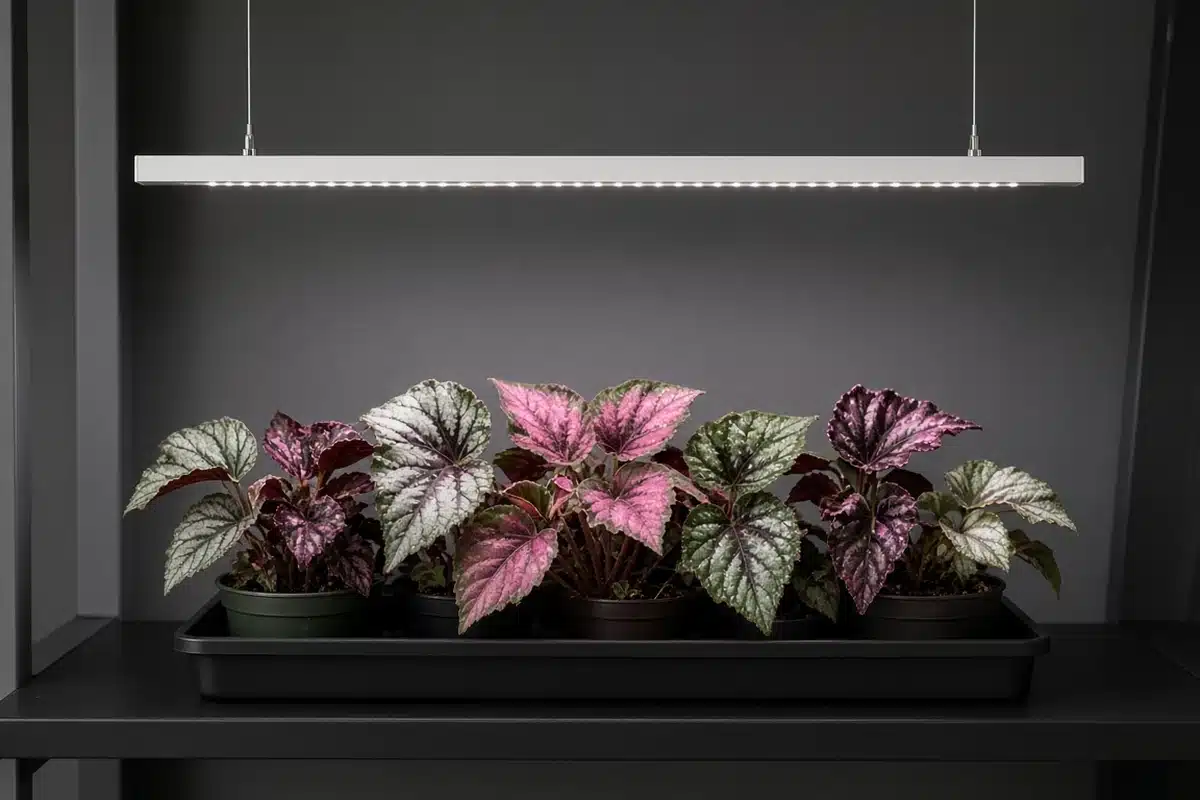 Grow light hanging above a tray of rex begonias