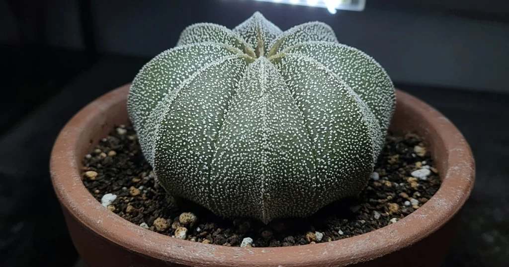Round ribbed star cactus with white flecks under an LED