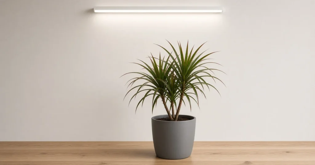 Dragon tree with thin red edged leaves under an LED