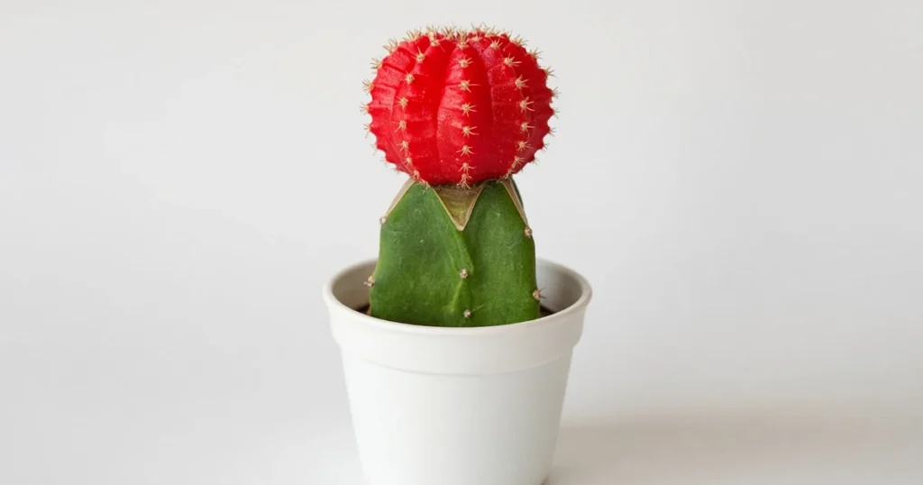 Bright red moon cactus graft on a green rootstock