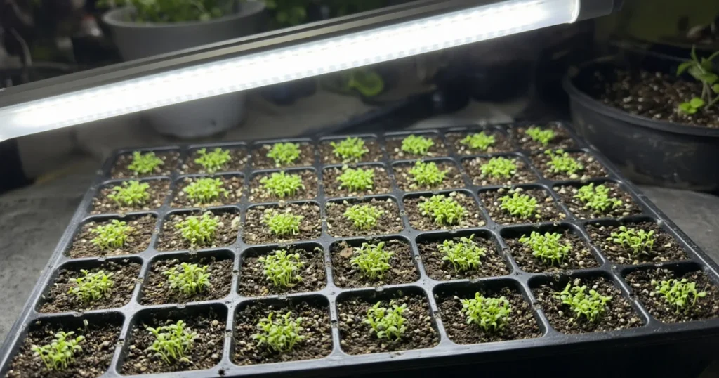 Lobelia seedlings in cells under a grow light