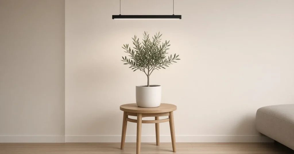 Small potted olive tree under a grow light