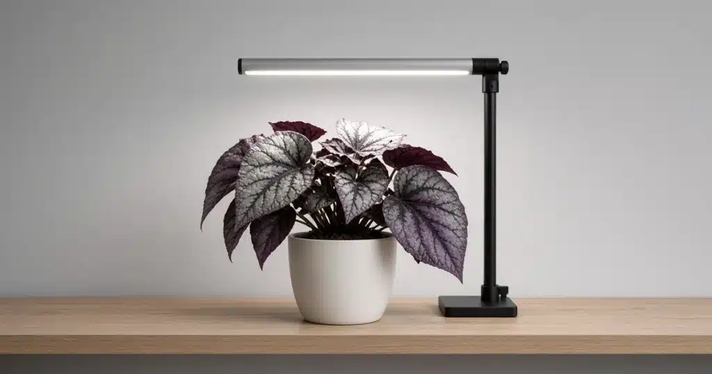 Rex begonia with silver and purple leaves under a small LED light