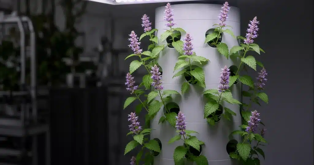 Anise hyssop with purple flower spikes in a hydroponic tower
