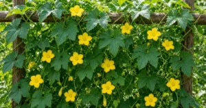Loofah vines covering a sturdy garden trellis