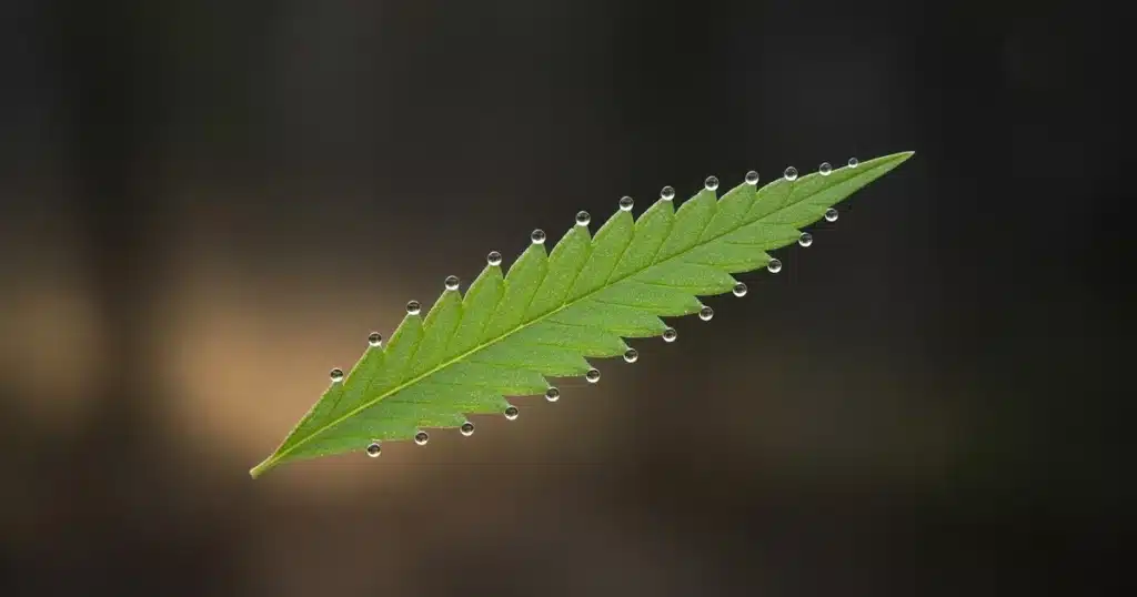 Cannabis leaflet with a single clear guttation droplet at the tip of each serration on an otherwise dry leaf