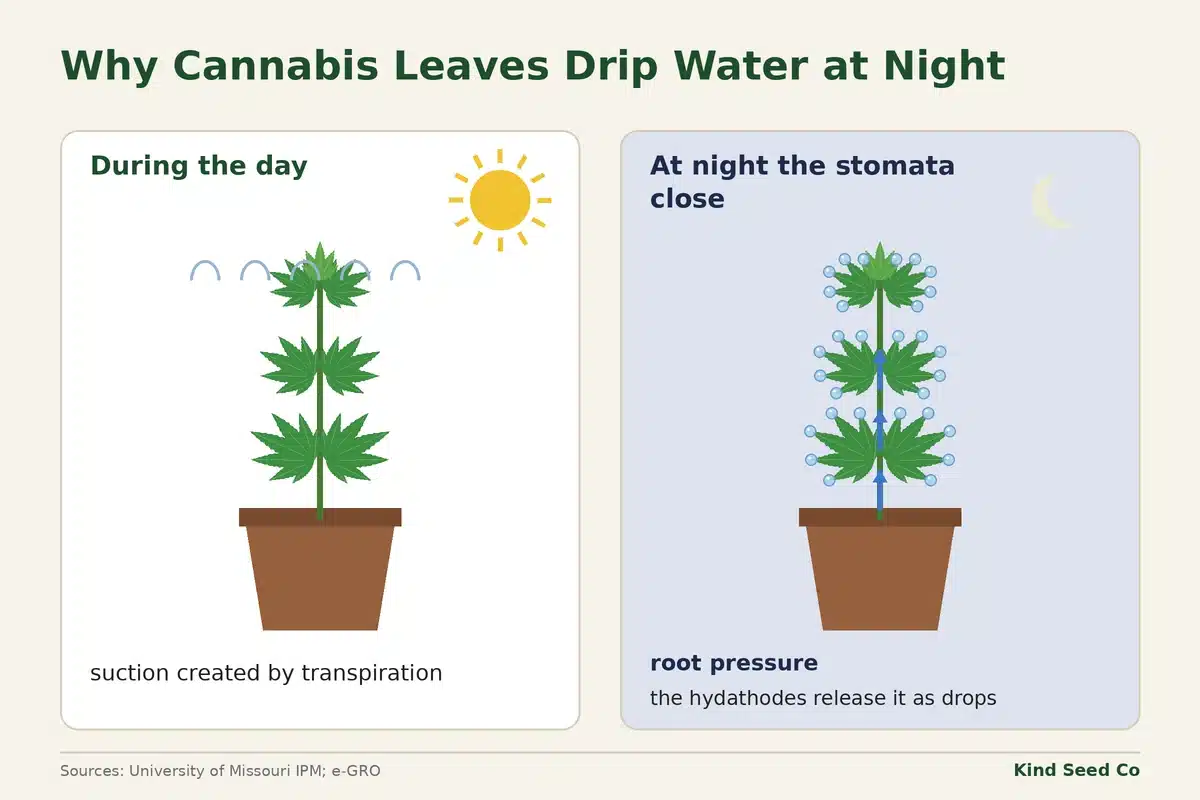 Day and night diagram: by day transpiration pulls water up; at night root pressure pushes drops out of hydathodes