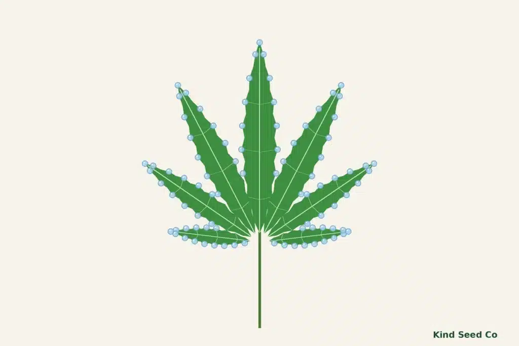 Illustration of a cannabis fan leaf with clear water drops along its serrated edges and leaflet tips