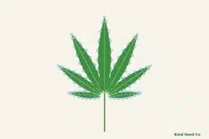 Illustration of a cannabis fan leaf with clear water drops along its serrated edges and leaflet tips