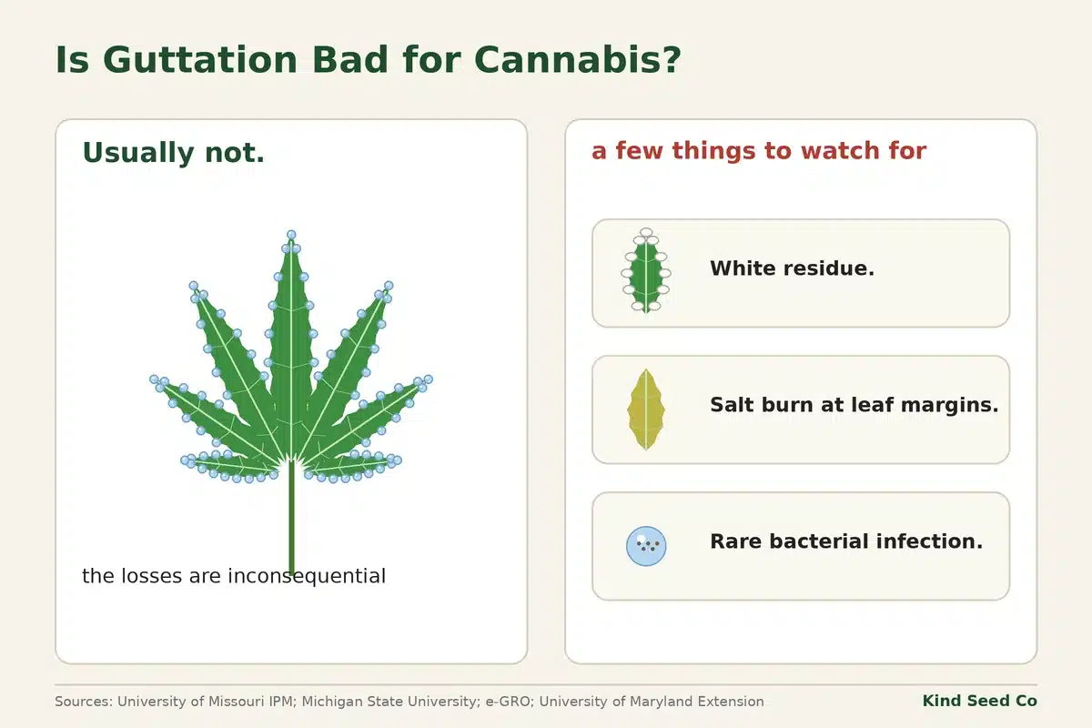 Two-card diagram: guttation is usually harmless; watch for white residue, salt burn at leaf margins, rare bacterial infection