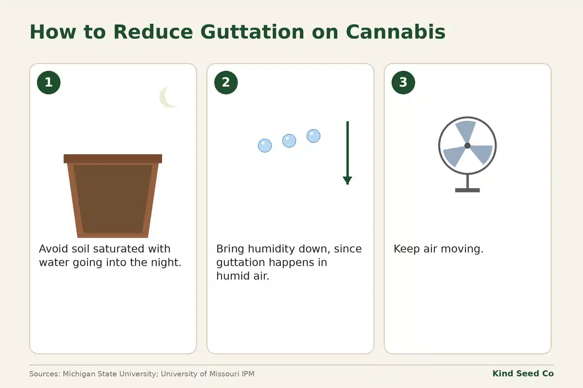 Diagram of three ways to reduce guttation: avoid saturated soil at night, lower humidity, and keep air moving