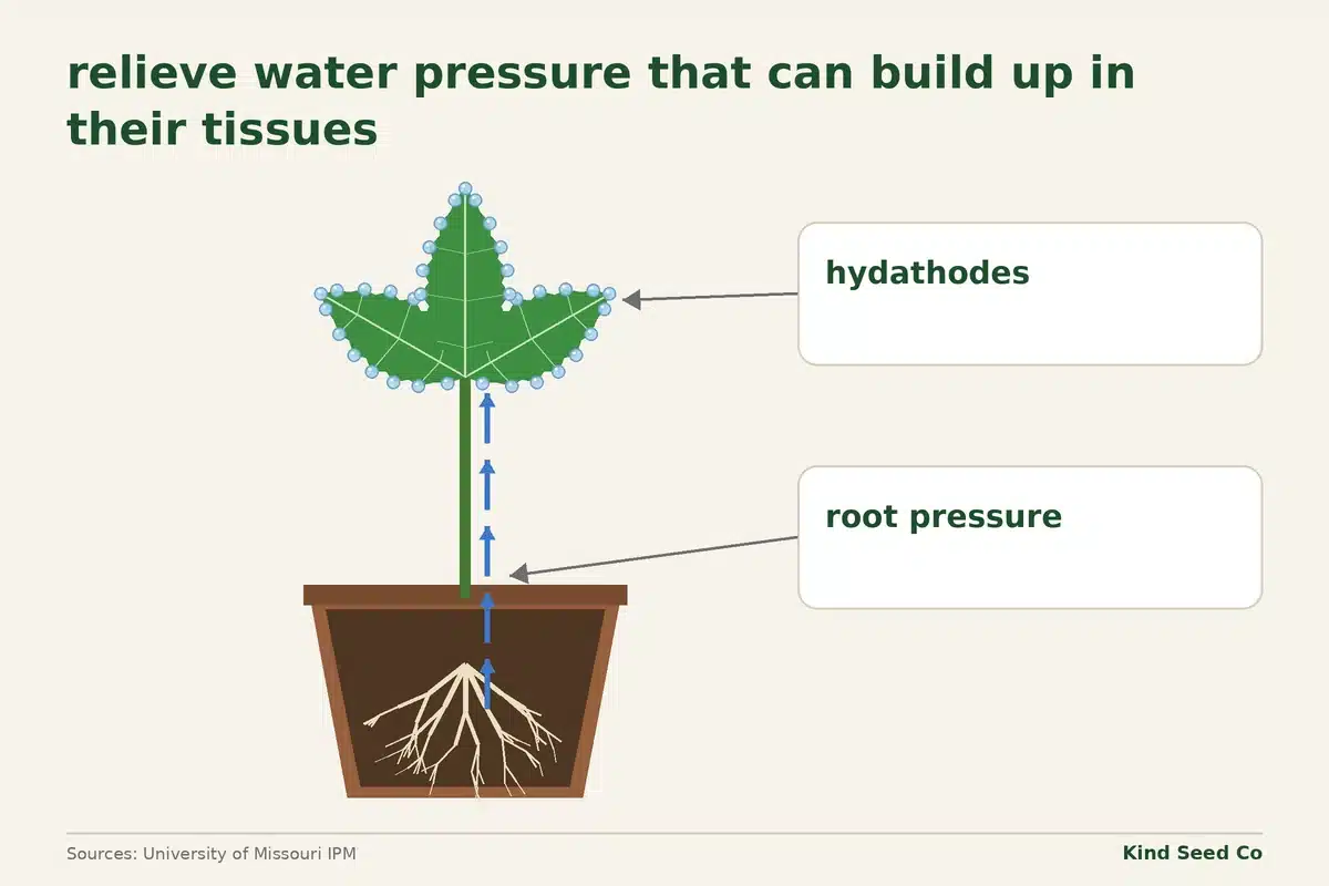 Diagram of water moving from the roots up the stem to the leaf edges, where hydathodes release it to relieve water pressure