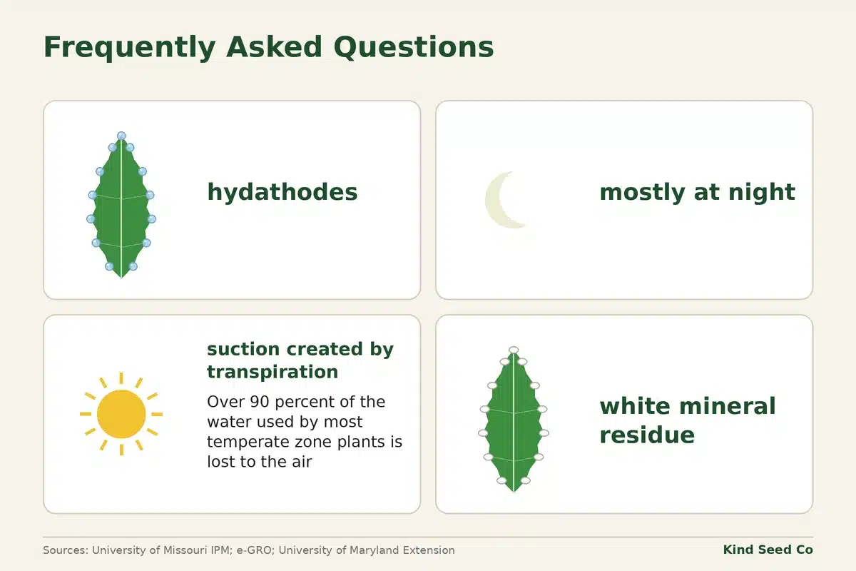 Guttation fact card with hydathodes, nighttime timing, a sun for daytime transpiration, and white mineral residue