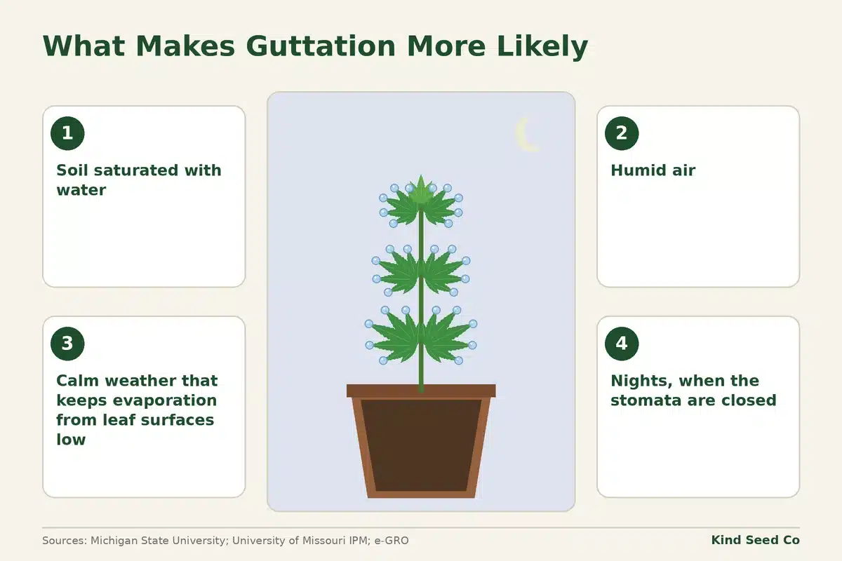 Diagram of four conditions that make guttation more likely: saturated soil, humid air, calm air, nights with closed stomata