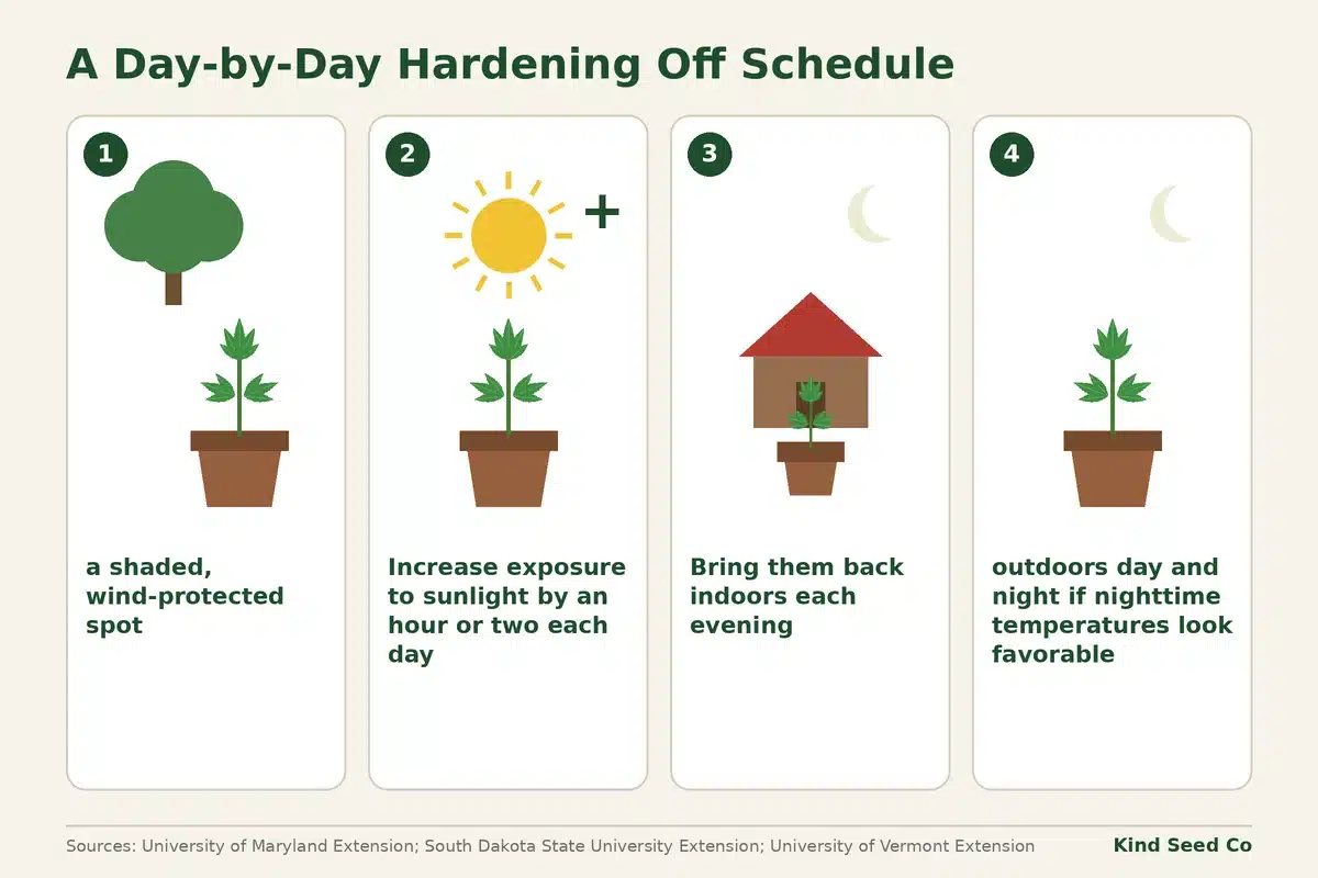 Numbered diagram of the hardening off routine, from a shaded, wind-protected spot to staying outdoors overnight