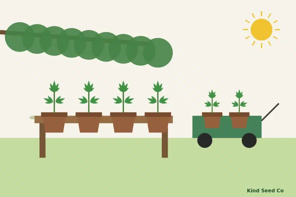 Illustration of young cannabis seedlings in small pots on an outdoor bench in dappled shade beside a garden cart