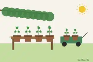 Illustration of young cannabis seedlings in small pots on an outdoor bench in dappled shade beside a garden cart