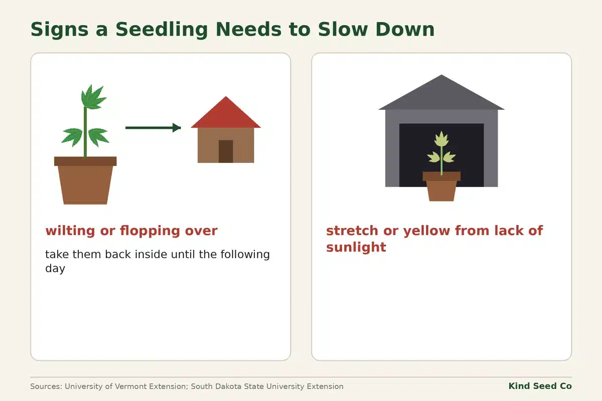 Diagram of a wilting seedling with an arrow to take it back inside, and a dim garage where seedlings stretch or yellow