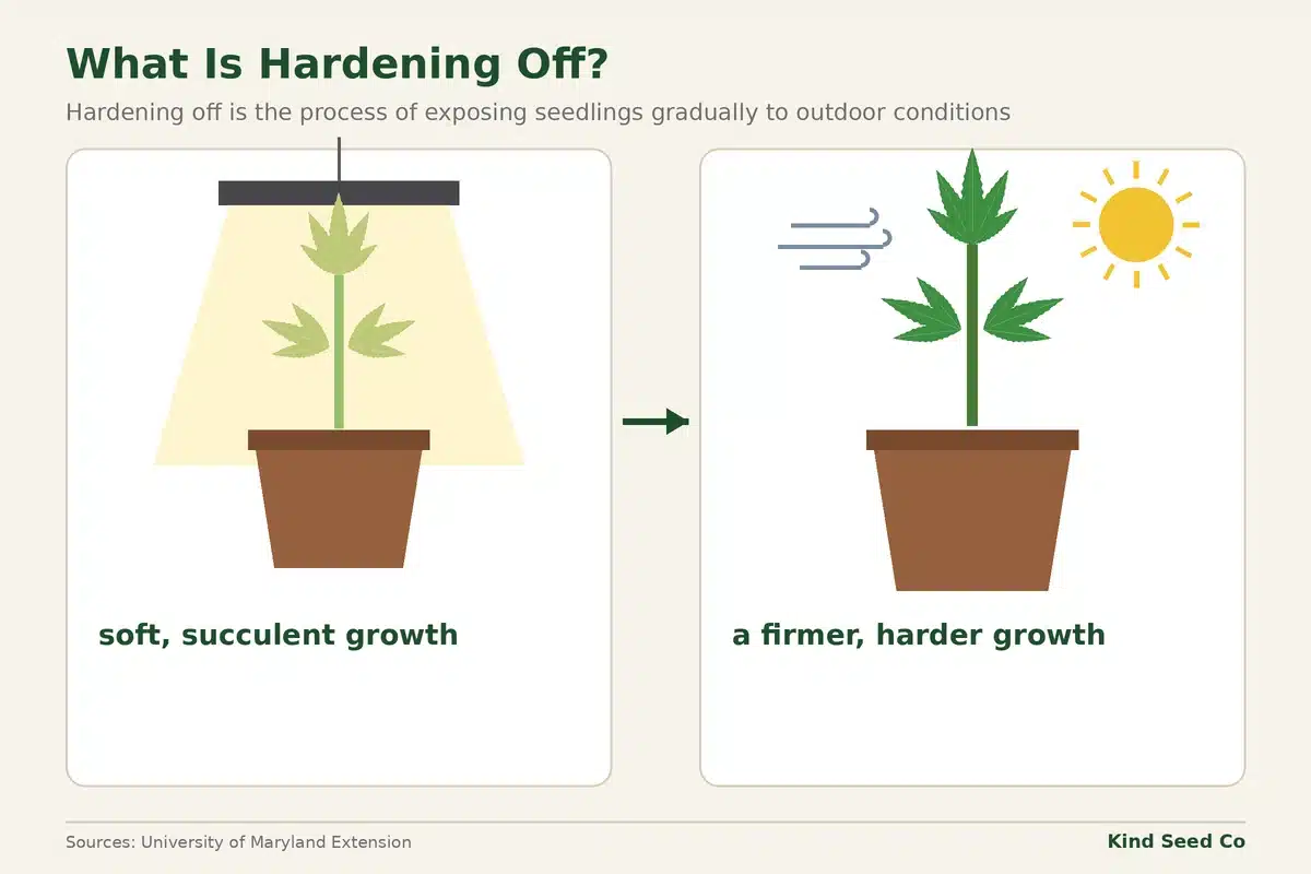 Diagram of a seedling with soft, succulent growth under a grow light next to a sturdier seedling outdoors with firmer growth