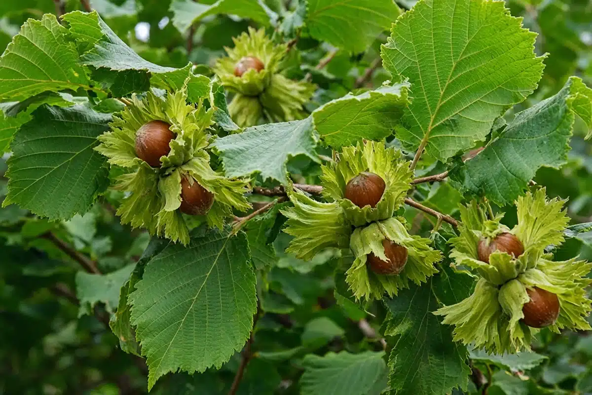 Hazelnut husks on a native shrub branch