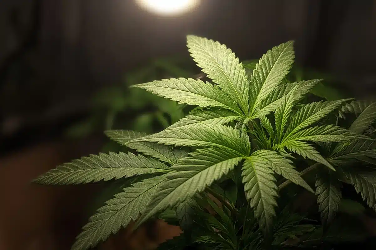 Healthy deep green cannabis fan leaves