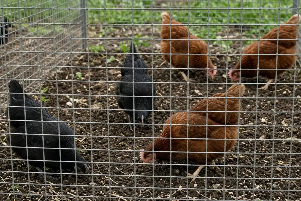 Hens scratching soil inside a chicken tractor