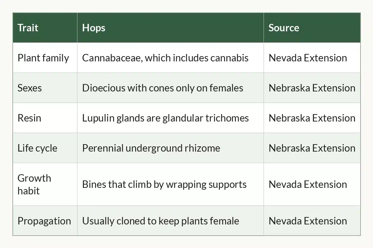 Table graphic of Cannabis vs. Hops at a Glance for cannabis growers, 6 rows by 3 columns
