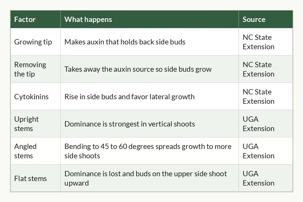 Table graphic of Apical Dominance at a Glance for cannabis growers, 6 rows by 3 columns