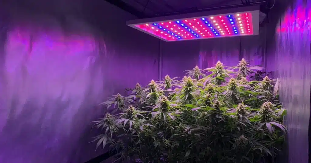 Cannabis canopy lit by purple red and blue LED light