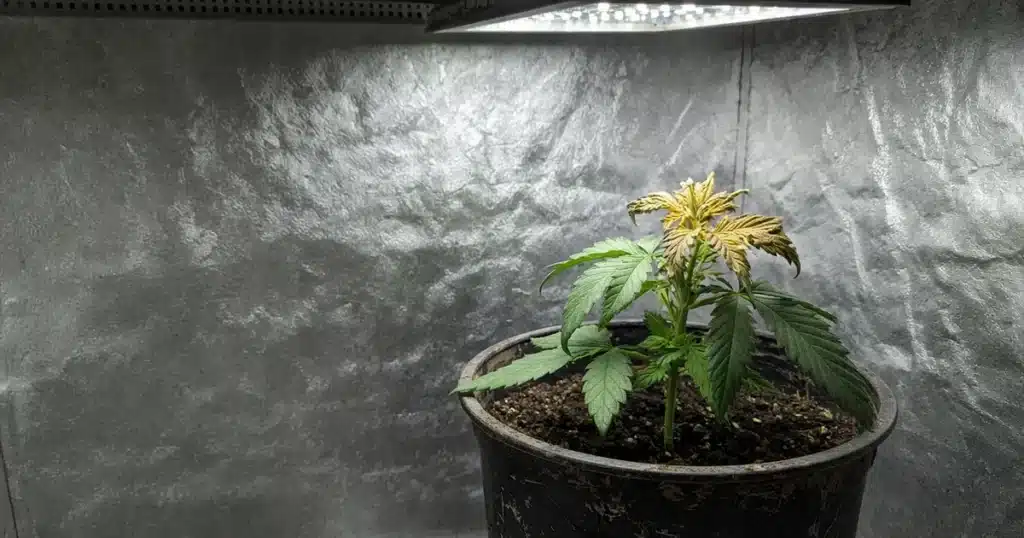 Cannabis plant with discolored, wilting new growth at the top