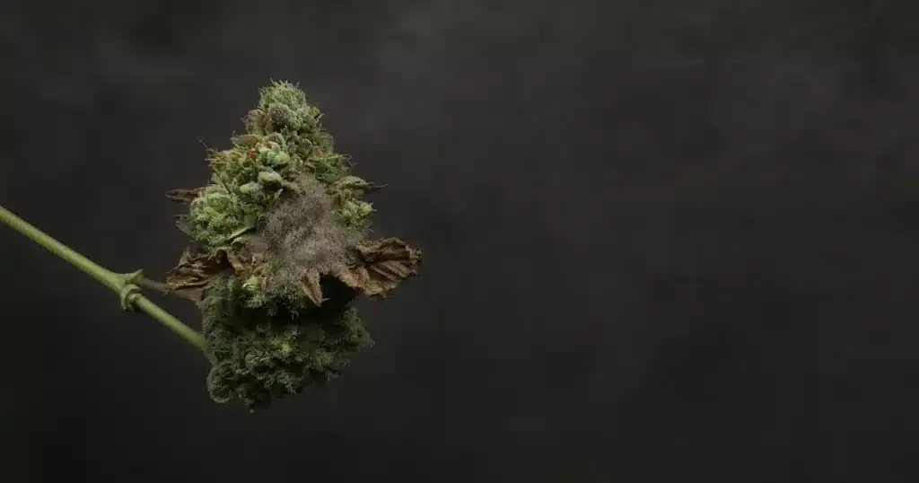 Cannabis bud with gray mold spreading inside the cola