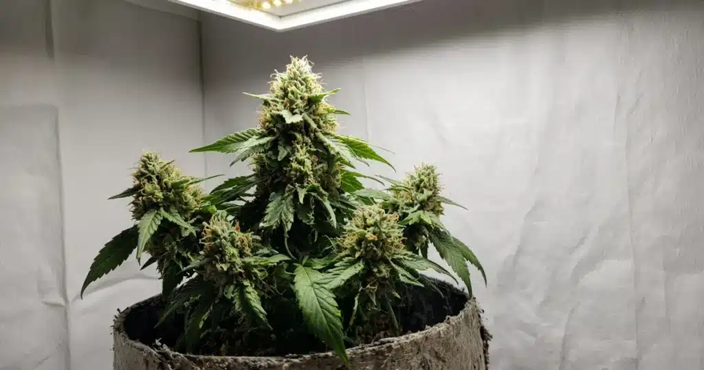 Healthy cannabis plant in flower in a grow tent under a grow light