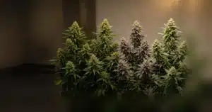 Cannabis plants of one strain with different bud shapes and colors
