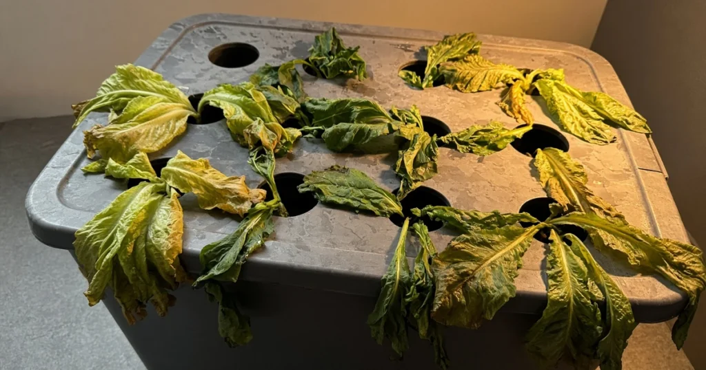 Drooping leafy plants in a hydroponic tote