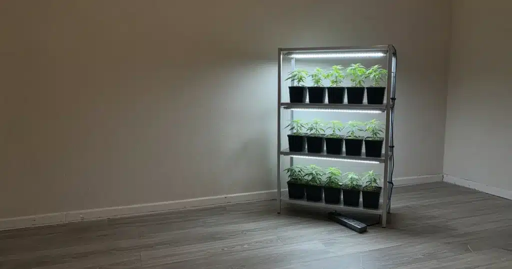 Multi tier vertical cannabis grow racks under LED lights