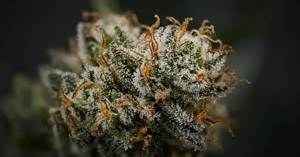 Ripe cannabis bud ready for harvest