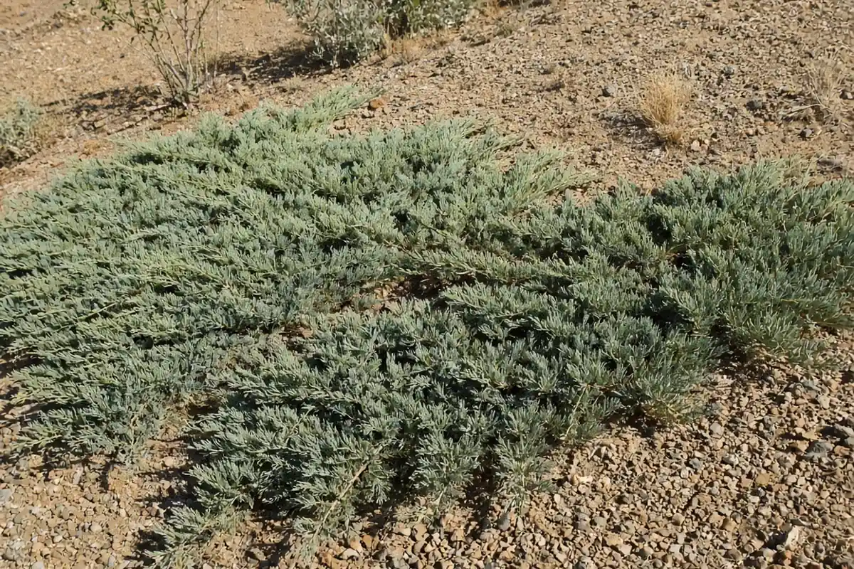 Juniper shrub on a dry slope