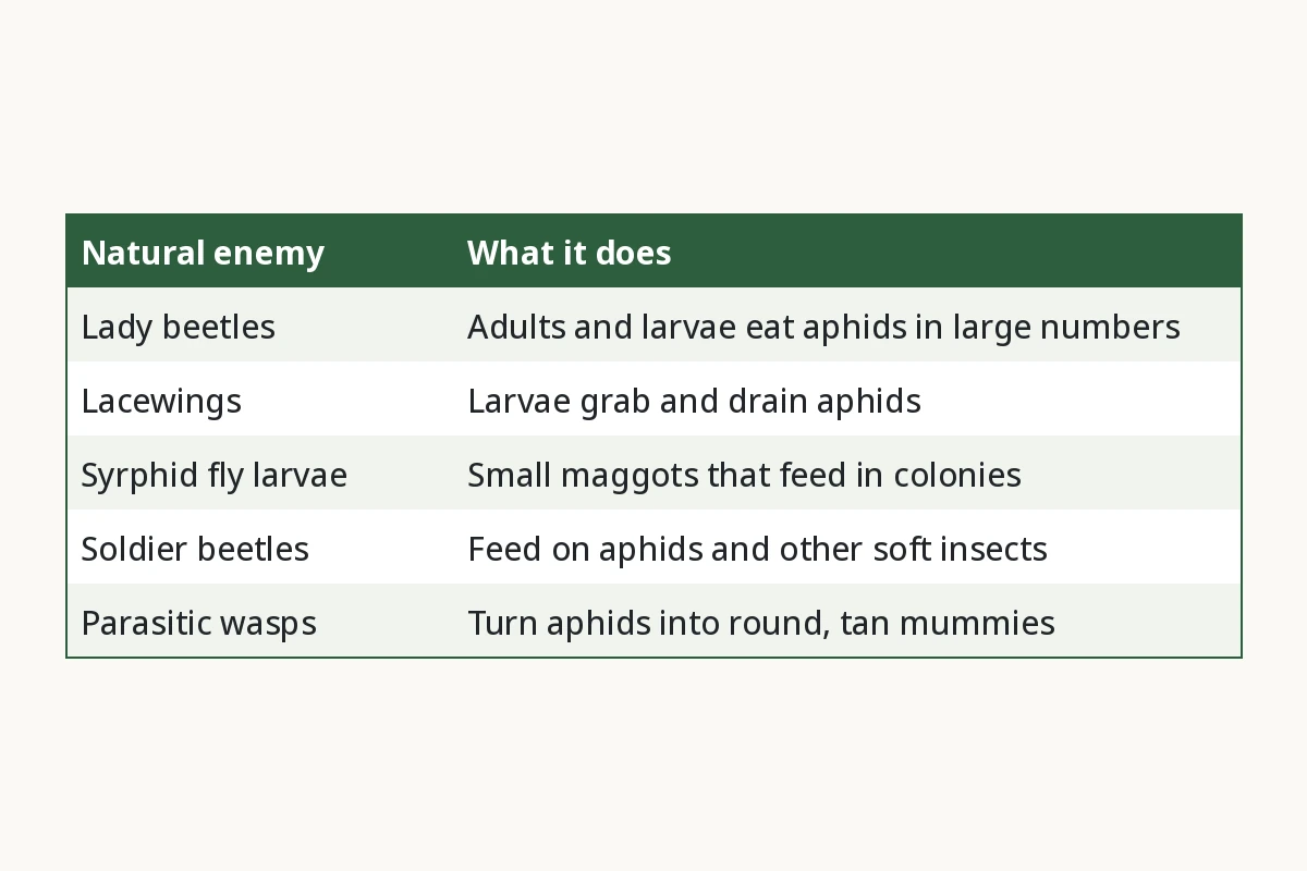 Chart of lady beetles, lacewings, syrphid larvae, soldier beetles and parasitic wasps